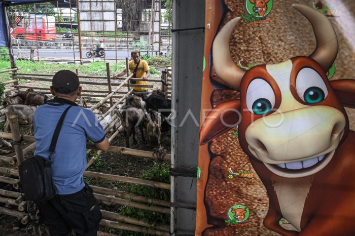 Penjualan hewan kurban menurun | ANTARA Foto Tren Ekonomi Kurban Menurun, Ini Dampaknya ke Pedagang